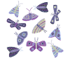 Moths
