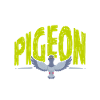 Pigeon bird