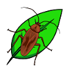 Insects vermin cockroaches