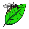 Insects Mosquito Bloodsuckers Mosquitoes Summer