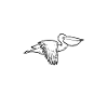 oiseau Pelican