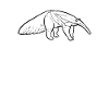 ant-eater