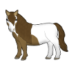 Shetland Pony 2