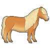 Shetland Pony 1