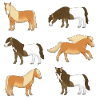 Shetland Pony Selection