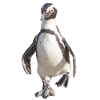 Pinguin
