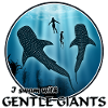 Requins baleines