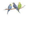 oiseaux
