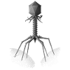 Phage