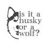 husky