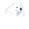 Samoyed Dog Head