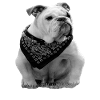 Bulldog Bulldogs Bulldog Great Dane