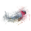 parrot