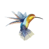 Hummingbird