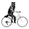 Raccoon Riding a Bicycle