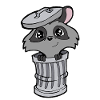 racoon