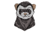 ferrets