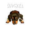 Dackel Hund Hunderasse