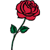 rose_002