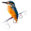Kingfisher on a fishing rod