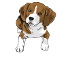 beagle