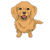 Golden retrievers