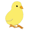 kücken