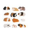 Guinea pig species