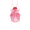 Sarcastic Beetle