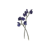 Flowers, nature, organic, violets