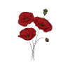 Poppy, Flowers, Nature, Organic