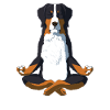 Yoga Bernese Mountain Dog