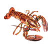 LOBSTER