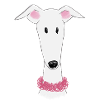 Greyhound with collar