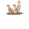 suricates