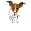 Jack Russel