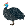 Pintade