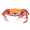 CRAB