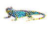 iguana