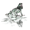 iguana