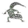 Gecko