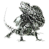 frilled lizard