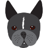 French bulldog