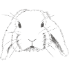 Bélier lapin dessin
