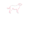 Labrador Retrievers
