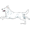 whitesheponly