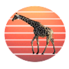 Sun Giraffe Africa Safari Wildlife