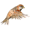 Flying sparrow