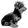 Rauhaardackel - Hund - Dackel mit Bart