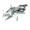 White shark